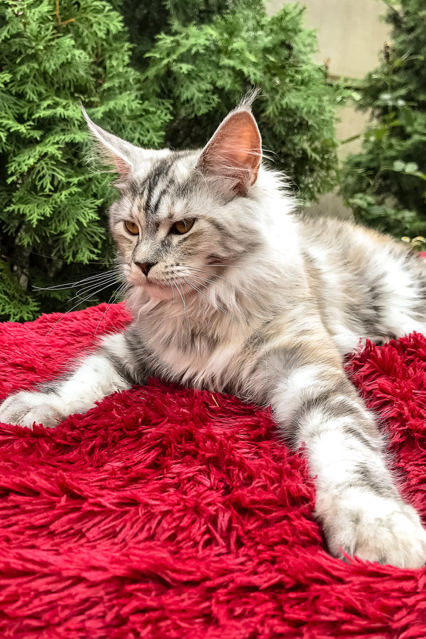 Find your Sweet Maine Coon Kitten, Limba! Purebred Kitties