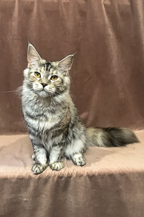 Limba | Maine Coon Kitten