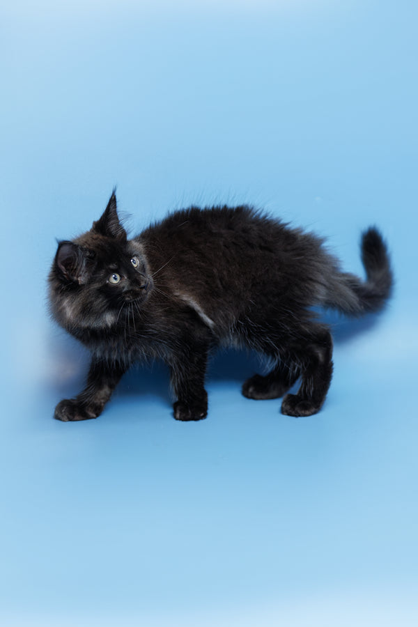 Erik | Maine Coon Kitten