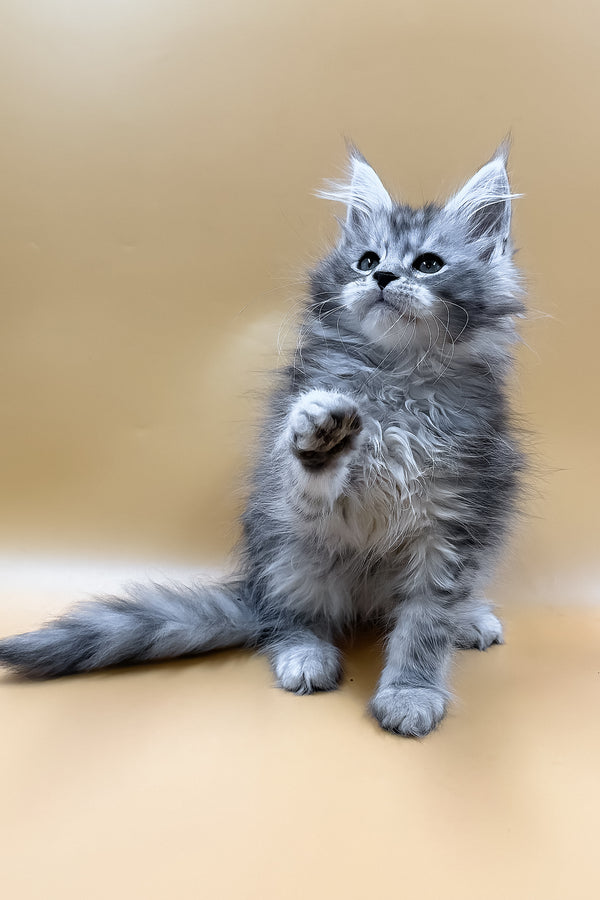 Mirzan | Maine Coon Kitten