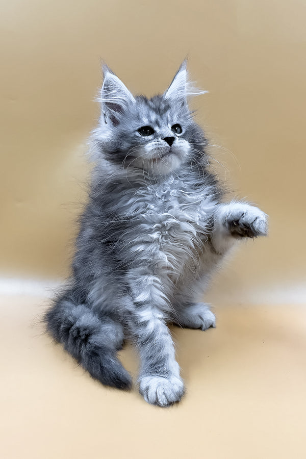 Mirzan | Maine Coon Kitten