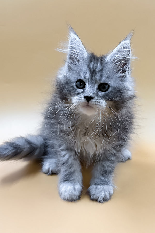 Mirzan | Maine Coon Kitten