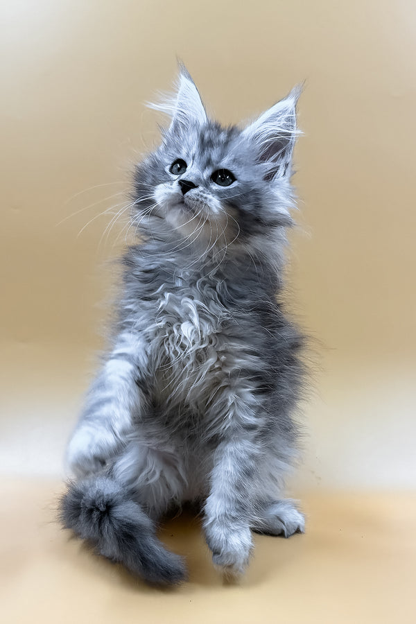 Mirzan | Maine Coon Kitten
