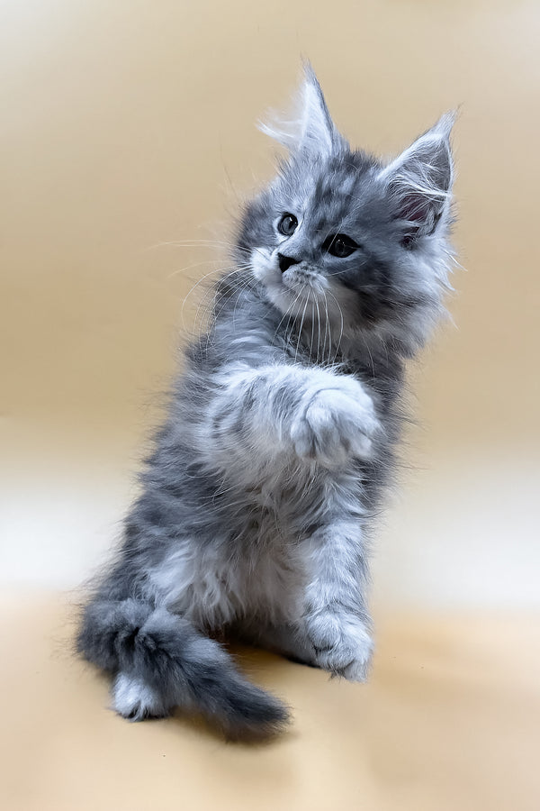 Mirzan | Maine Coon Kitten
