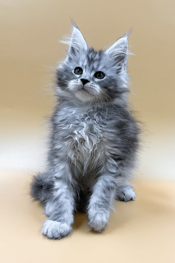 Mirzan | Maine Coon Kitten