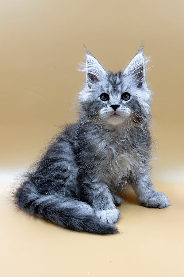 Mirzan | Maine Coon Kitten