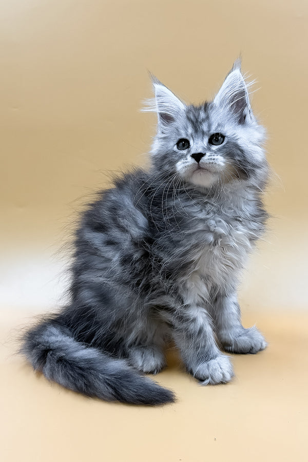 Mirzan | Maine Coon Kitten