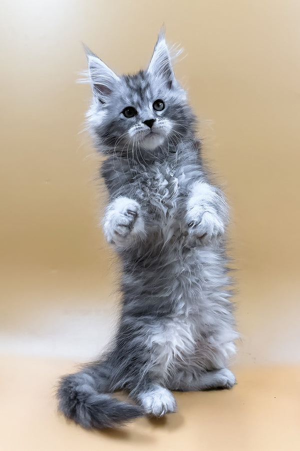 Mirzan | Maine Coon Kitten