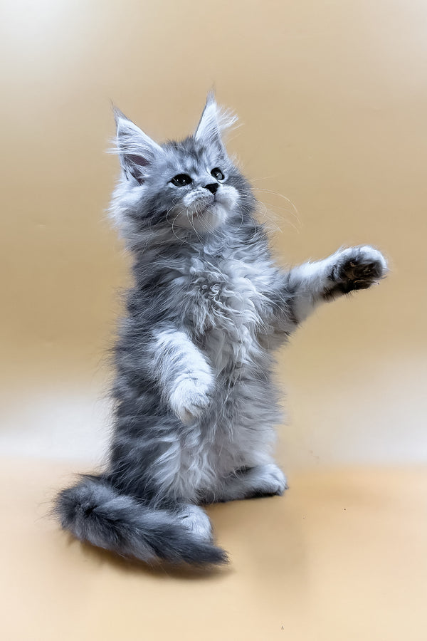 Mirzan | Maine Coon Kitten