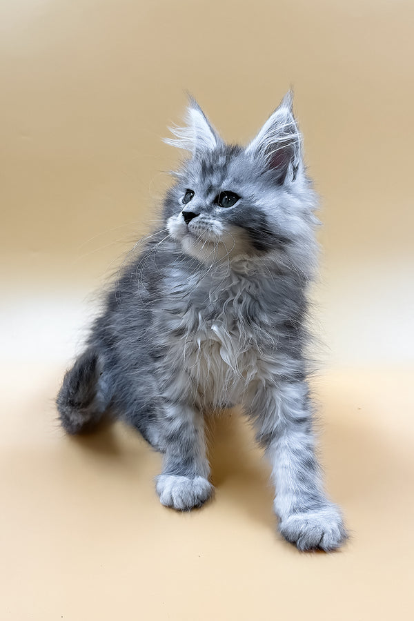 Mirzan | Maine Coon Kitten