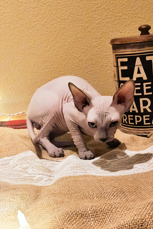 Spike | Sphynx Kitten