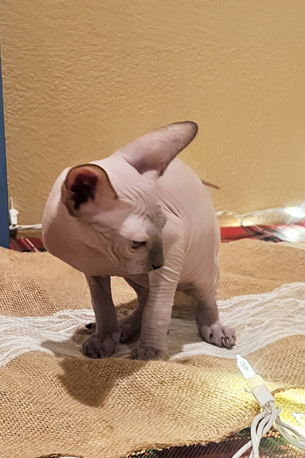 Spike | Sphynx Kitten