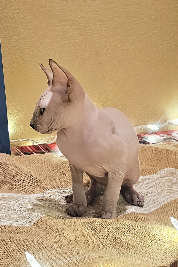 Spike | Sphynx Kitten