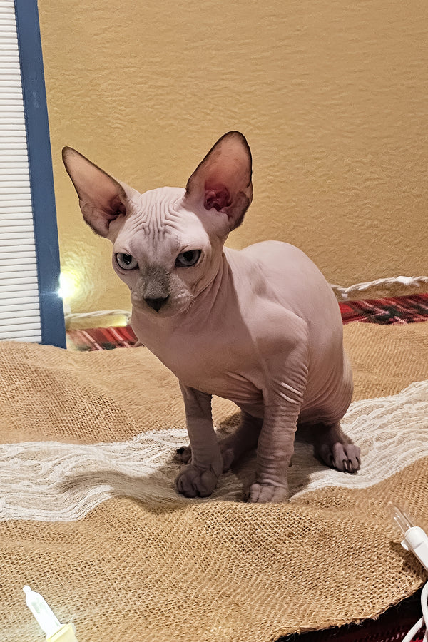 Spike | Sphynx Kitten
