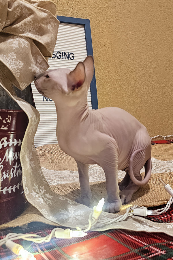 Spike | Sphynx Kitten