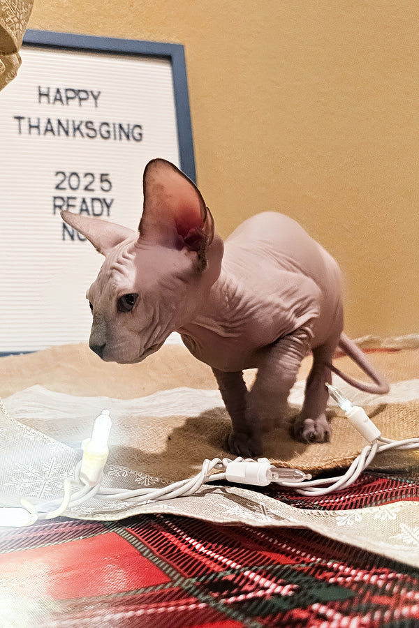 Spike | Sphynx Kitten