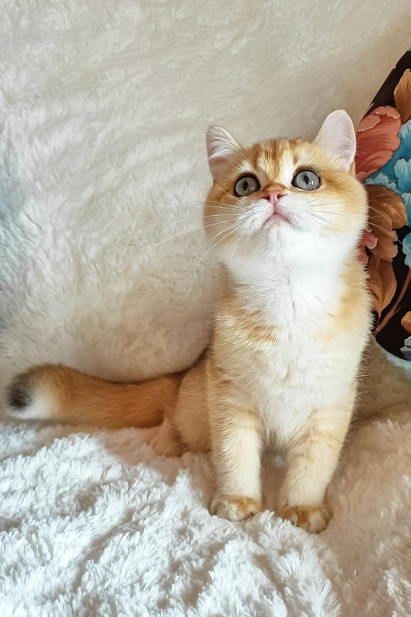 Elis | British Shorthair Kitten