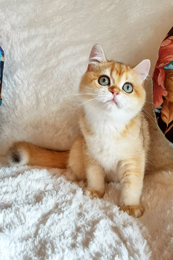 Elis | British Shorthair Kitten