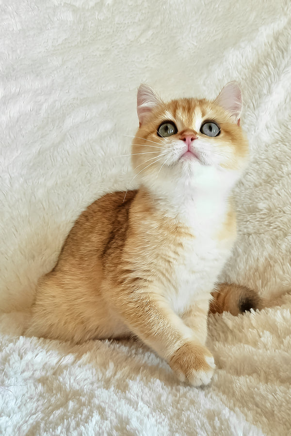 Elis | British Shorthair Kitten