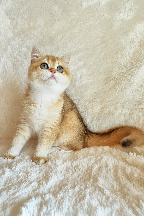 Elis | British Shorthair Kitten