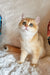 Elis | British Shorthair Kitten