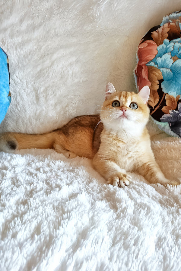 Elis | British Shorthair Kitten