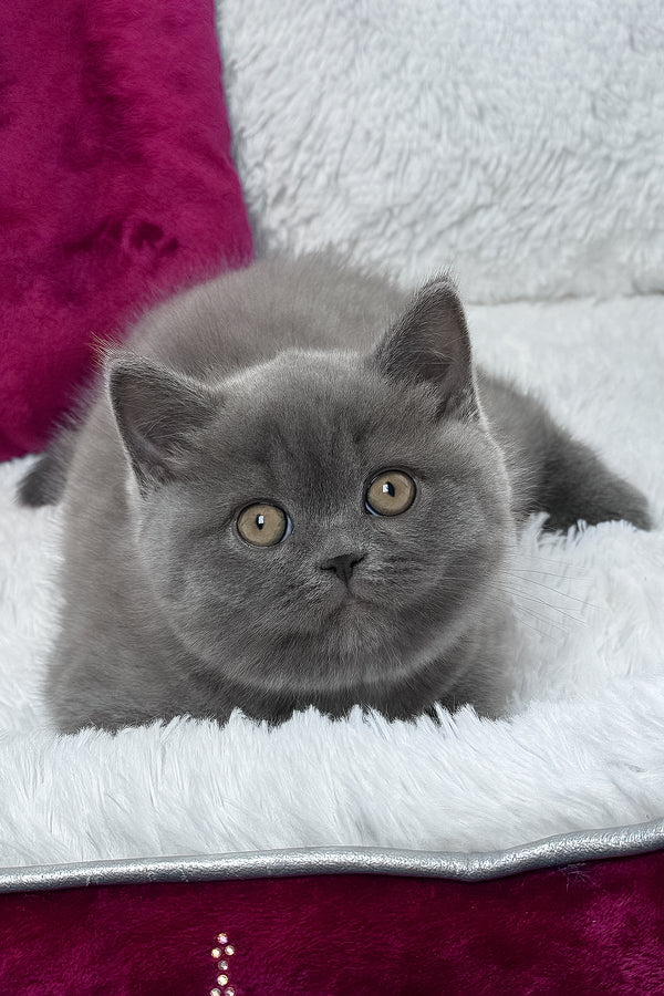Klaus | British Shorthair Kitten
