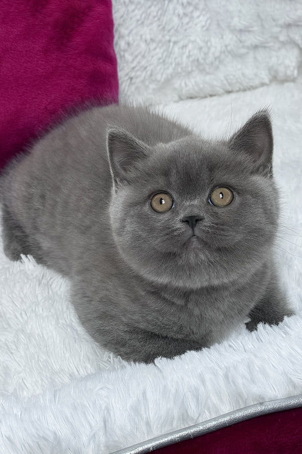 Klaus | British Shorthair Kitten
