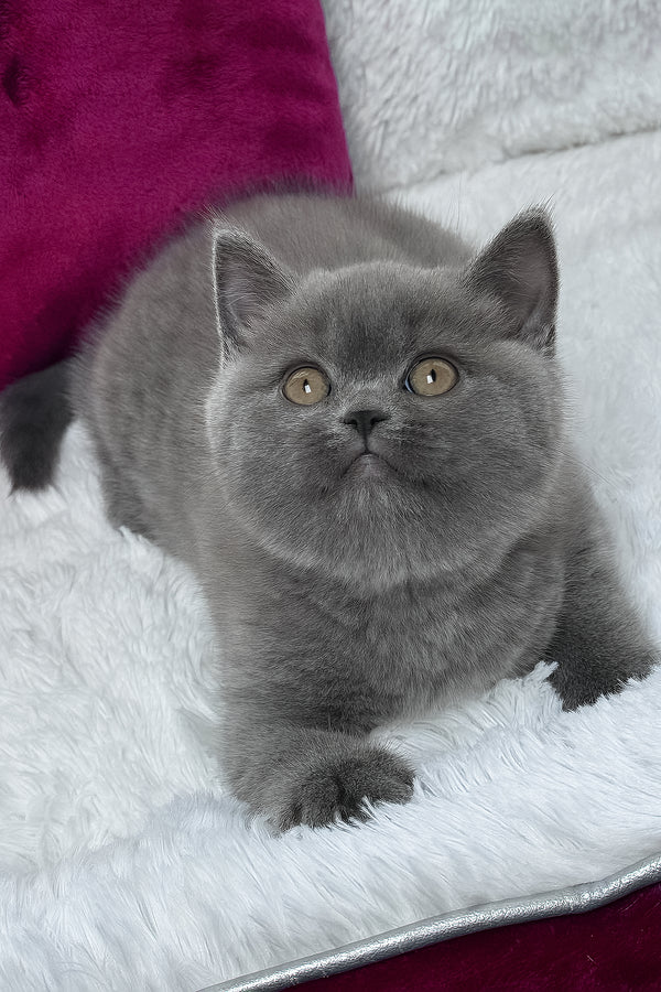 Klaus | British Shorthair Kitten