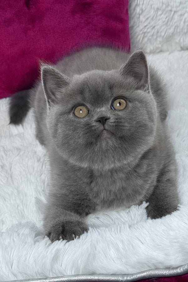 Klaus | British Shorthair Kitten