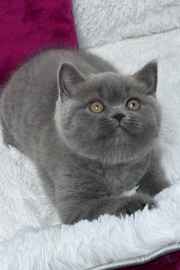 Klaus | British Shorthair Kitten