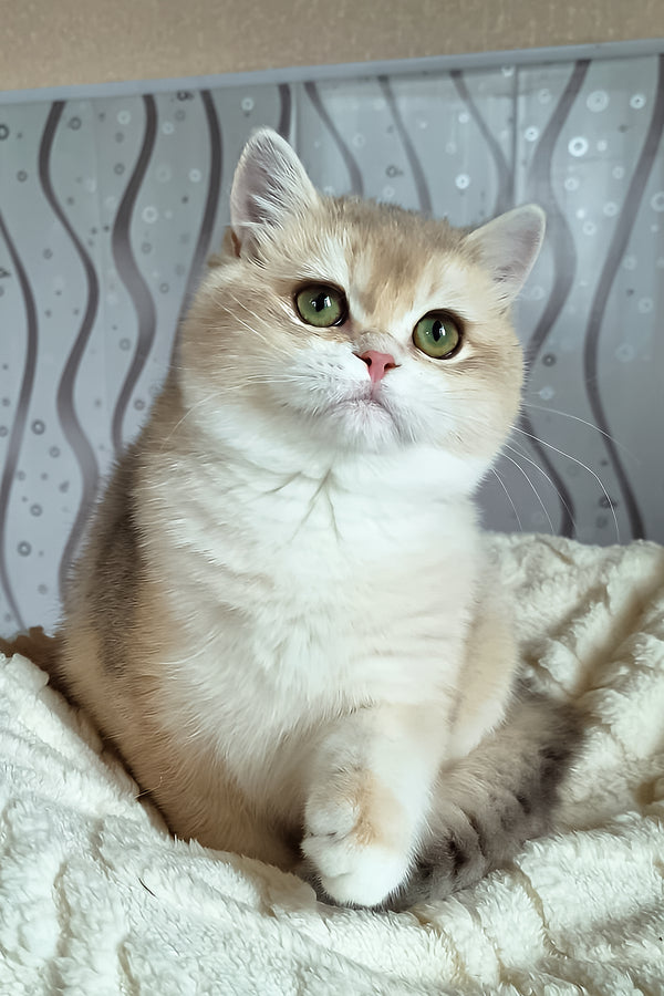 Mila | British Shorthair Kitten
