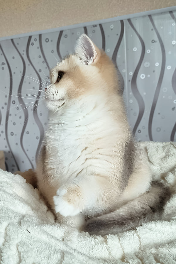 Mila | British Shorthair Kitten