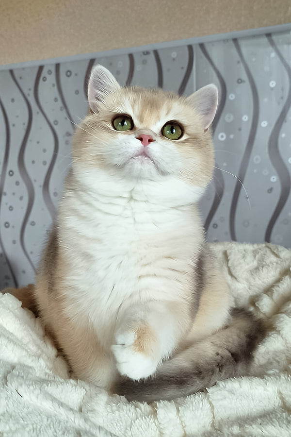 Mila | British Shorthair Kitten