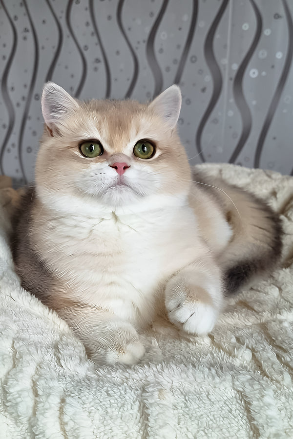 Mila | British Shorthair Kitten