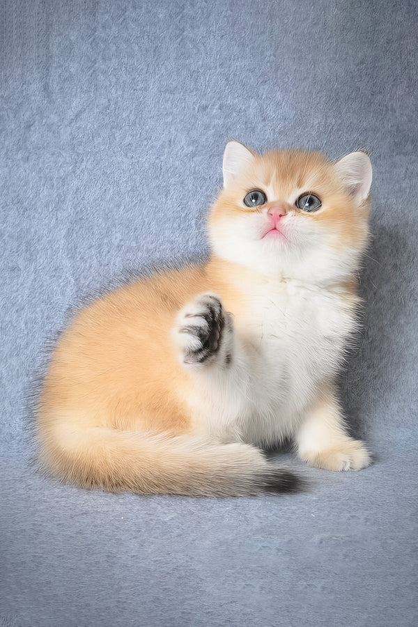 Garfield | British Shorthair Kitten