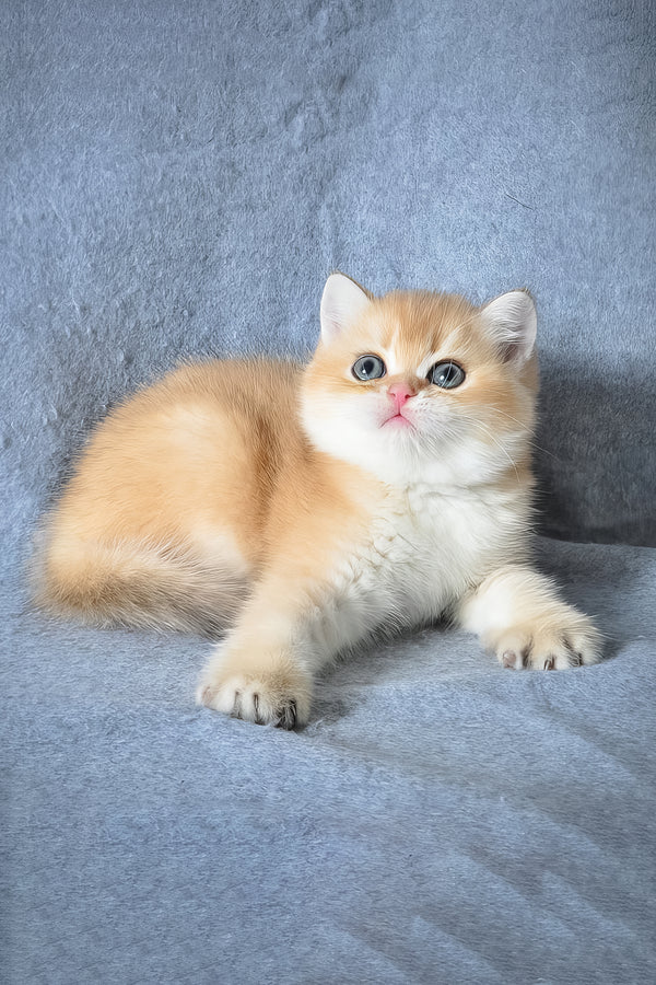 Garfield | British Shorthair Kitten