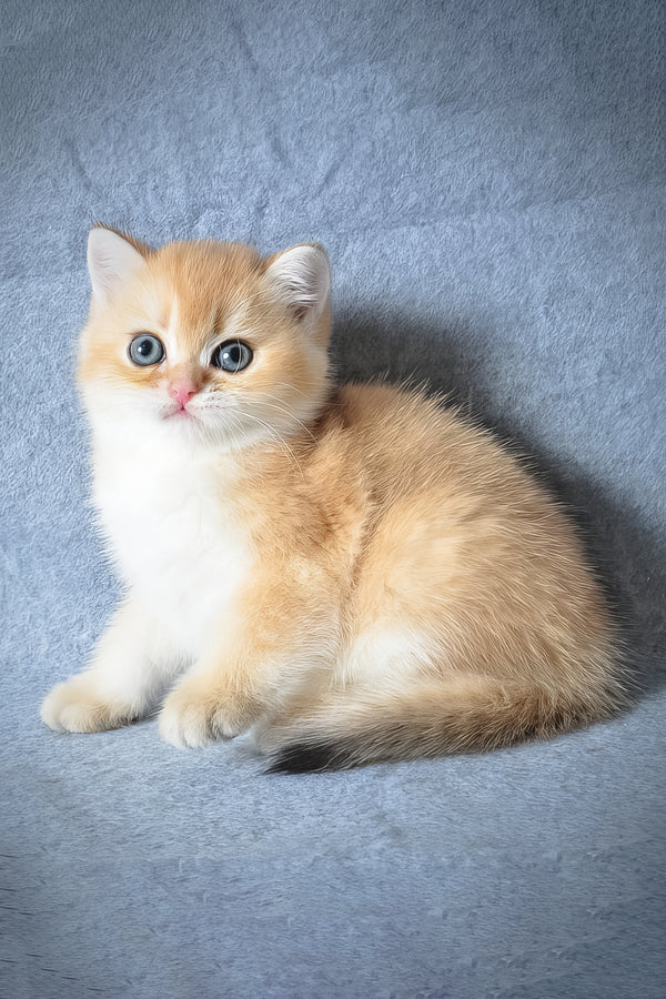 Garfield | British Shorthair Kitten