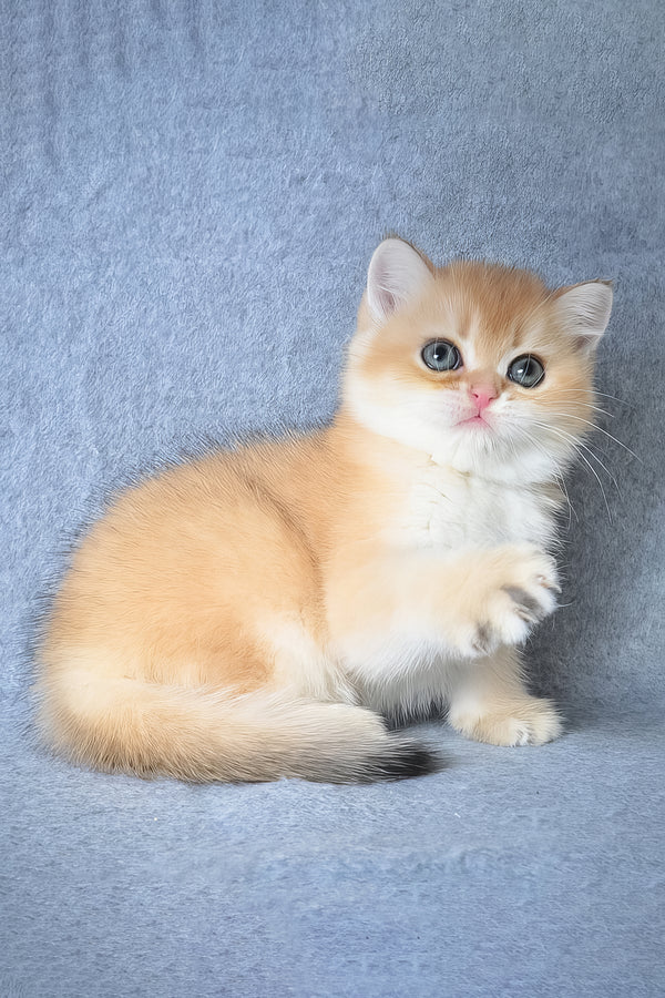 Garfield | British Shorthair Kitten