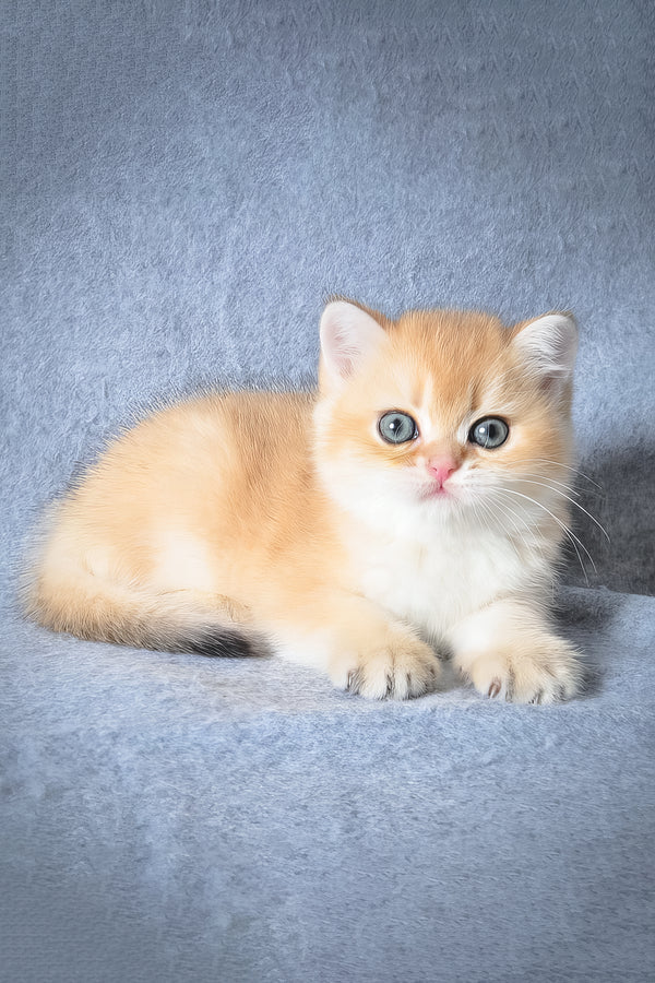 Garfield | British Shorthair Kitten