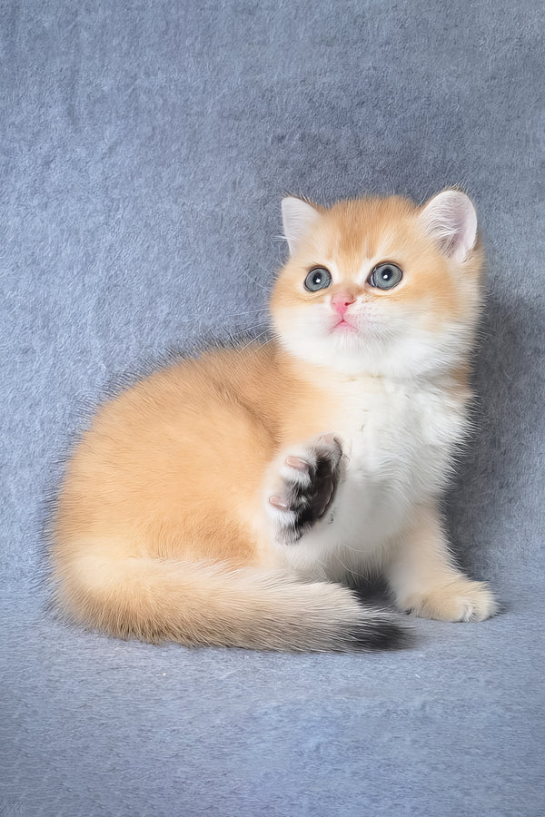Garfield | British Shorthair Kitten