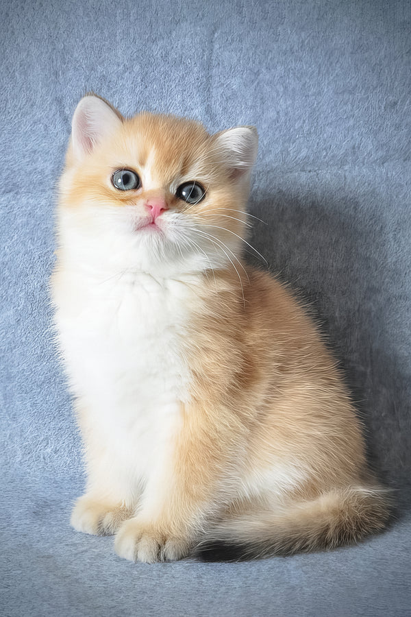 Garfield | British Shorthair Kitten