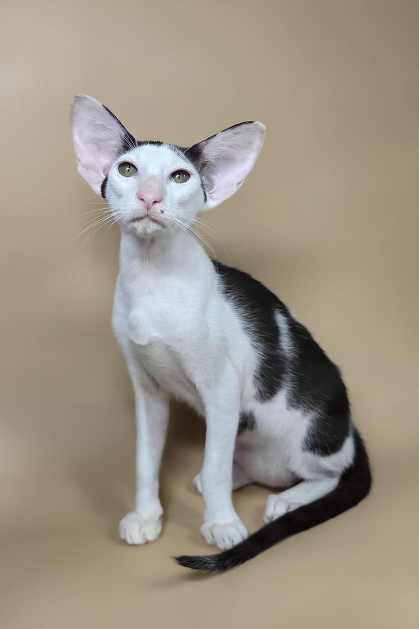 Akira | Oriental Shorthair Kitten