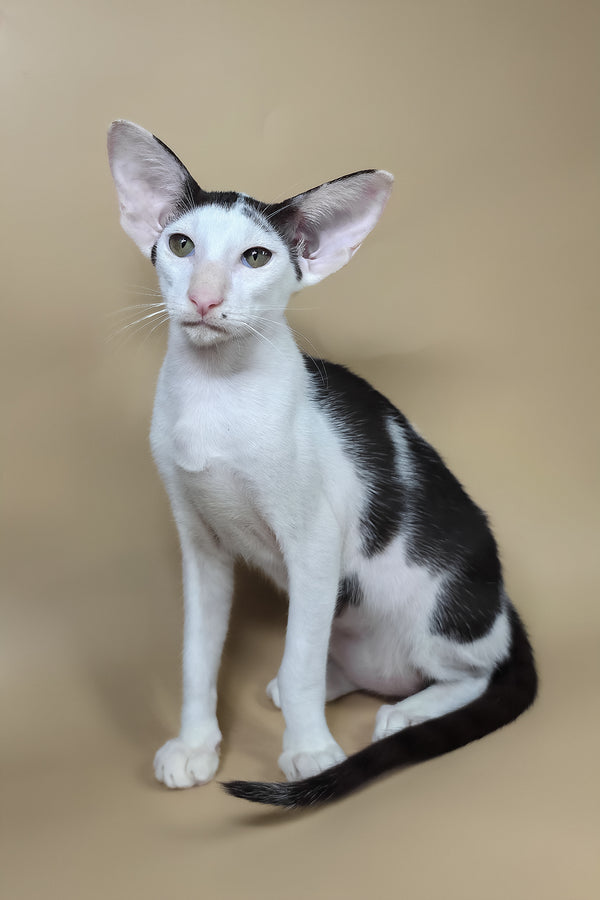 Akira | Oriental Shorthair Kitten
