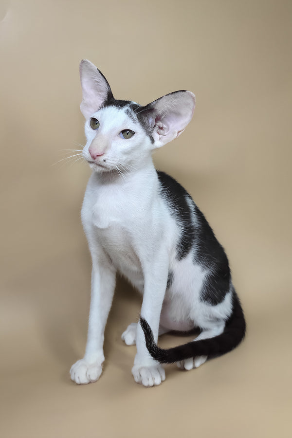 Akira | Oriental Shorthair Kitten