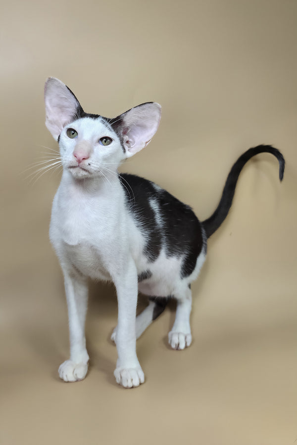 Akira | Oriental Shorthair Kitten