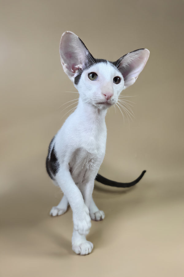Akira | Oriental Shorthair Kitten