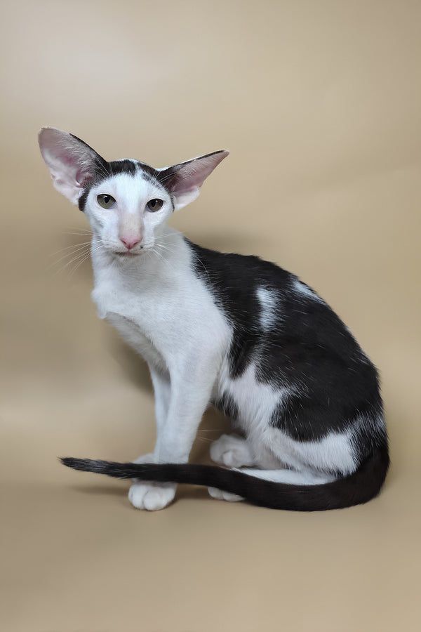 Akira | Oriental Shorthair Kitten