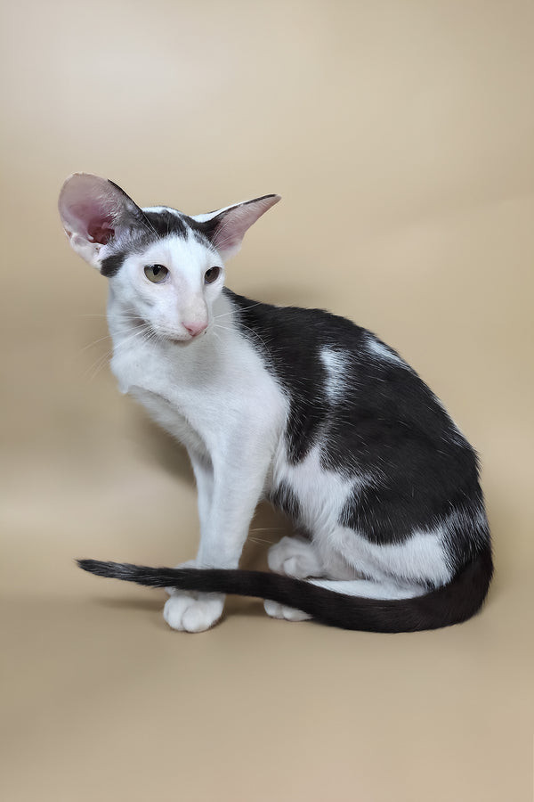 Akira | Oriental Shorthair Kitten
