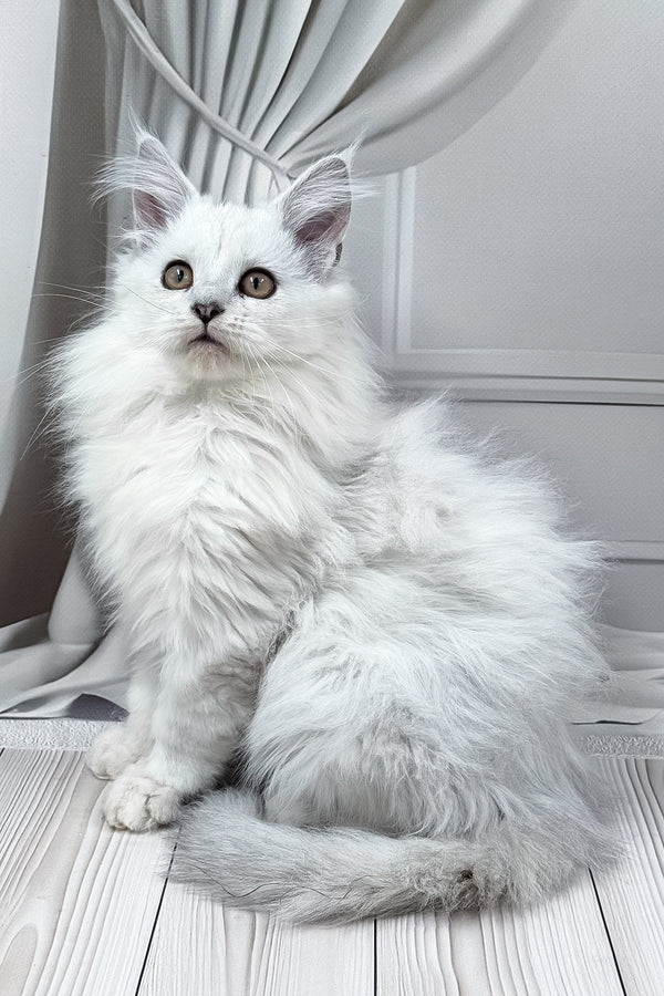 Ambasador | Polydactyl Maine Coon Kitten